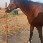 حصان انجليزي للبيع