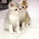 كتن سكوتش ستريت