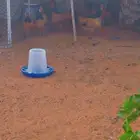 دجاج زينة فرويك فاخر