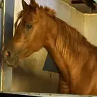 حصان جمال مكس