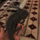 حرباء محجبة