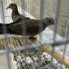طيور قماري للبيع