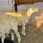 للبيع فحل حري مطور فاخر جدا جدا