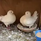 زوج كنق ابيض