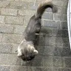 القطه ضايعه موجوده في حي الفتح