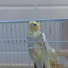 ببغاء كروان