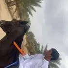 حصان ادهم للبيع الموقع تربة البقوم