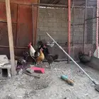 دجاج بلدي