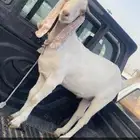 تيس جذع للبيع فيه خدمة توصيل