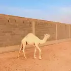 قعود لباني طايش