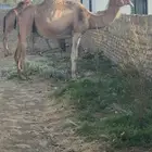 ابل عوايد لقح نصوف سدس