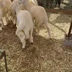 طليان حري جميع المقاسات نظيف ماشاء الله تبارك الله