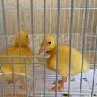 بط حبتين العمر صغير