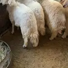 طليان فاخره