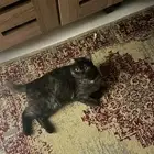 قطه مفقوده هملايا بحي الواحه جده