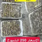 طيور دخل كبير وصغير المدينة المنورة العزيزية