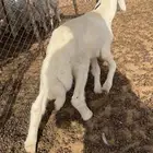 طلي تربيه