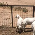 لبيع ذبيحه رخل رفيديه بوها حري وعلى جميع الشروط