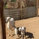 شاه حريه وعنز عارضيه