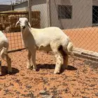 طليان ذبايح