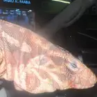سحلية مفقوووده بالرياض حي الجزيره