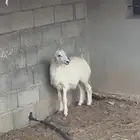 طلي حري ذبيحه ( تم البيع)