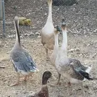 وز عراقي