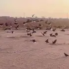 حمام قطايف للبيع عشه كامله