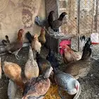 دجاج العمره 6 اشهر