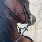 حصان واهو شيخ