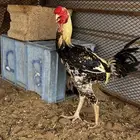 ديك ودجاجه فارسي