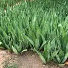 شتلات صباار