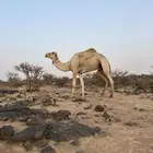 ركبي للبيع