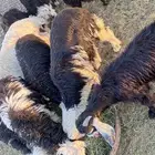 خرفان تيوس