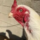 ديك باكستاني