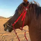 حصان شعبي