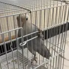 طير روز ذكر