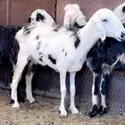 نعاج 5 للبيع