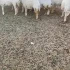 للبيع رخال حريات