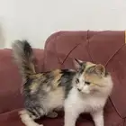 قط ضايع للتبني