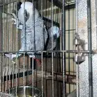 زوج تاسكوا منتج شرط ماشاءالله