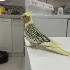 ابحث عن طير كروان بحي العزيزية الدانا مول