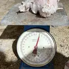 دجاج لاحم الوزن من 800 الى 1300