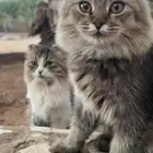 قطط للبيع   6 شهور