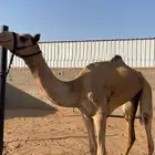 قعود للبيع السن جذع