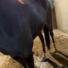 فرس انجليزية فاخرة