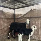 نعجه معها خروف