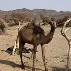 بكره للبيع