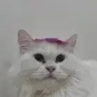 قطه