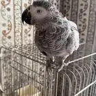 ببغاء كاسكو